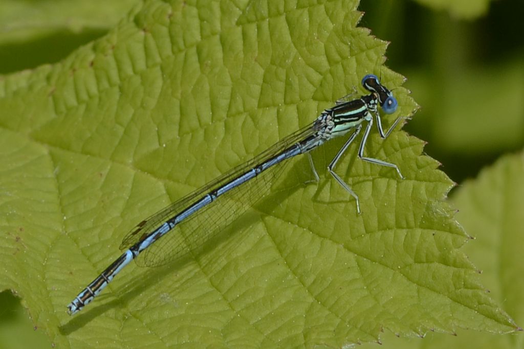 Platycnemis pennipes? - Si